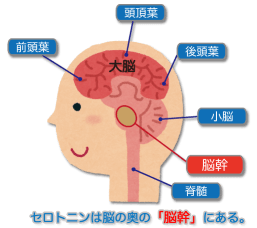 セロトニンは脳の奥の「脳幹」にある。